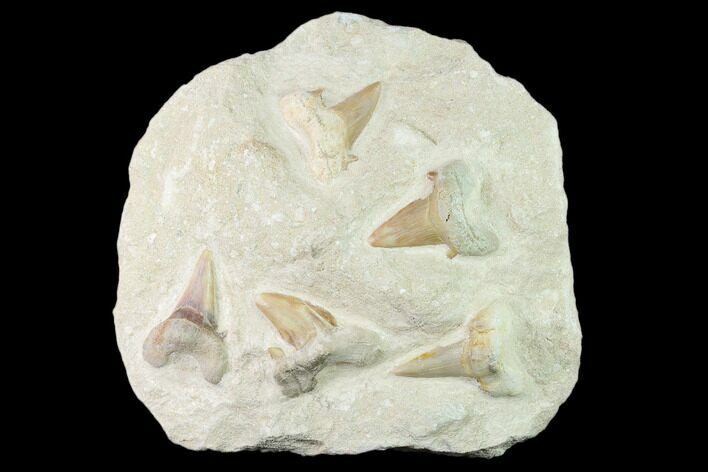 Fossil Mackeral Shark (Otodus) Teeth - Composite Plate #138517